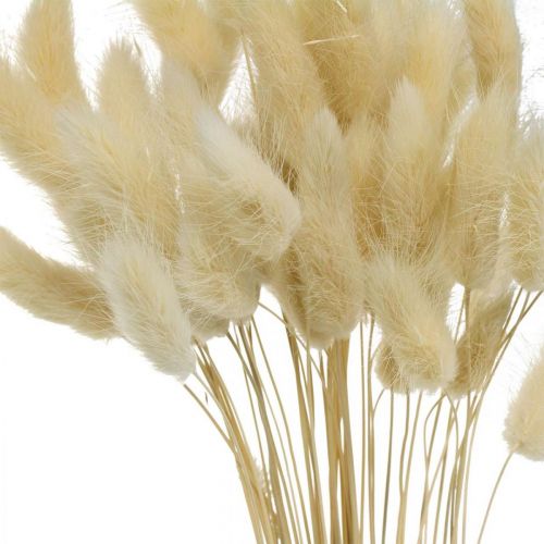 Floristik24 Herbe décorative, foin d&#39;odeur blanchi, Lagurus ovatus, herbe de velours L40–55cm 25g