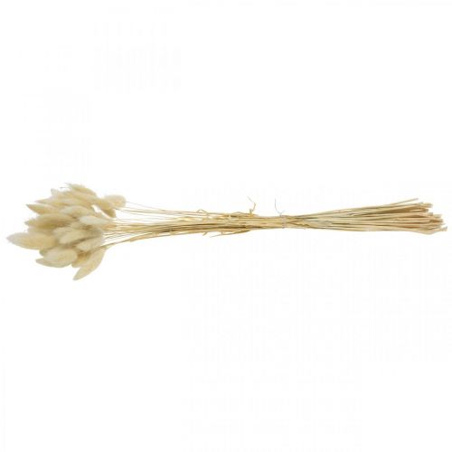 Floristik24 Herbe décorative, foin d&#39;odeur blanchi, Lagurus ovatus, herbe de velours L40–55cm 25g