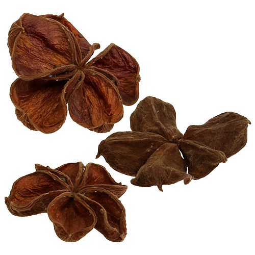 Article Landlotus Nature 50 pcs