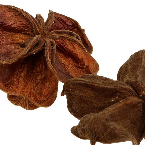 Article Landlotus Nature 50 pcs