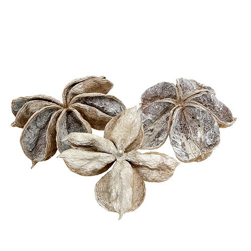 Floristik24 Fleurs de lotus séchées Sterculia Blanchies 6-12cm 50 pcs