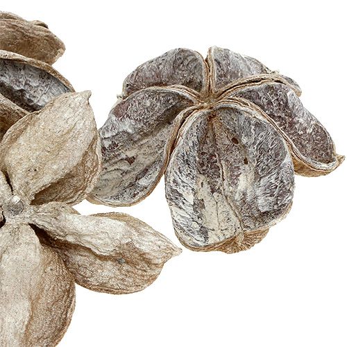 Article Fleurs de lotus séchées Sterculia Blanchies 6-12cm 50 pcs