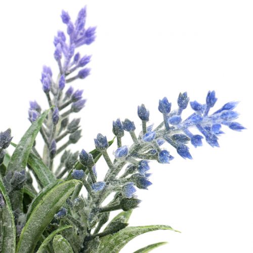 Floristik24 Lavande en pot H15cm