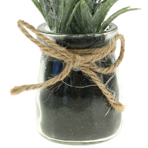 Floristik24 Lavande en pot H15cm