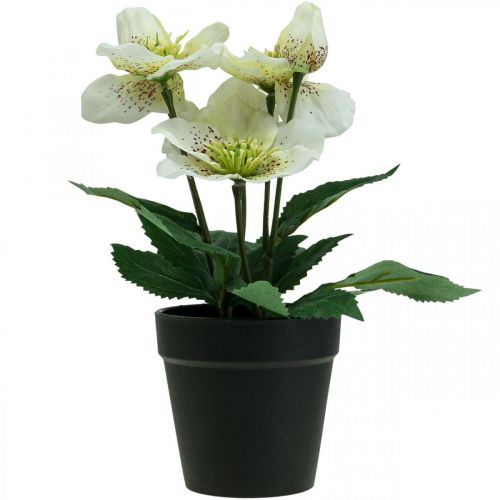 Floristik24 Rose de Carême Hellébore Rose de Noël pot fleurs artificielles H25cm blanc