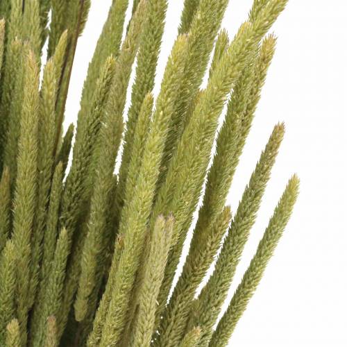 Floristik24 Fléole des prés nature 50-60cm 100g