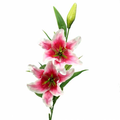 Floristik24 Lys Oriental &quot;Stargazer&quot; Blanc, Rose 86cm