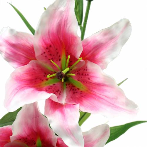 Floristik24 Lys Oriental &quot;Stargazer&quot; Blanc, Rose 86cm