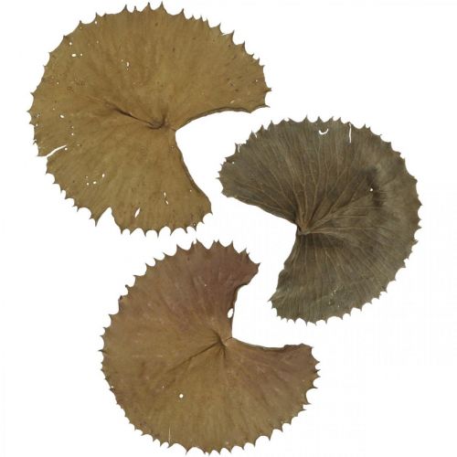 Article Feuilles de lotus séchées décoration naturelle sèche feuille de nénuphar 50 pièces