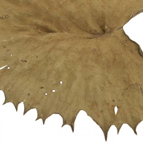 Article Feuilles de lotus séchées décoration naturelle sèche feuille de nénuphar 50 pièces