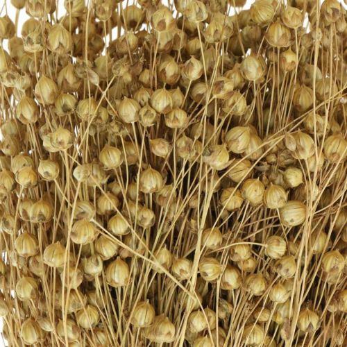 Floristik24 Lin naturel, graminées pour fleuristerie sèche, produit naturel Linum 160g