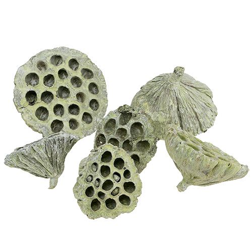 Floristik24 Flasque Lotus mix vert lavé Ø6cm - 10cm 50 pcs