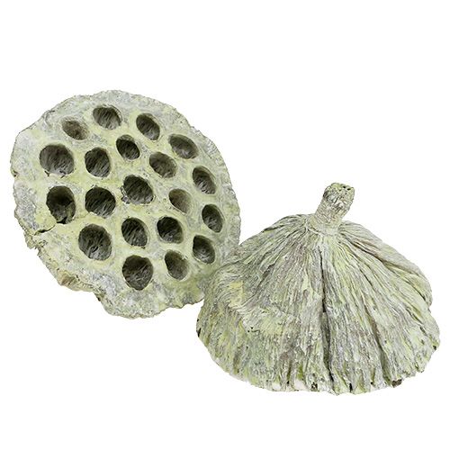 Article Flasque Lotus mix vert lavé Ø6cm - 10cm 50 pcs