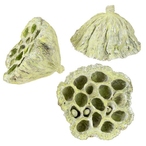 Article Flasque Lotus mix vert lavé Ø6cm - 10cm 50 pcs