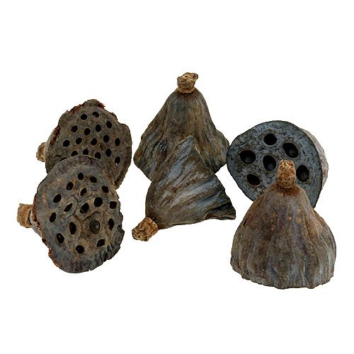 Article Flacon Lotus petit 100 pièces naturel