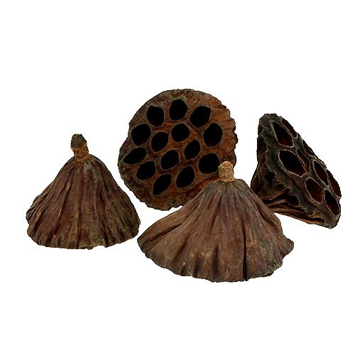 Floristik24 Flacon Lotus moyen 100 pièces naturel