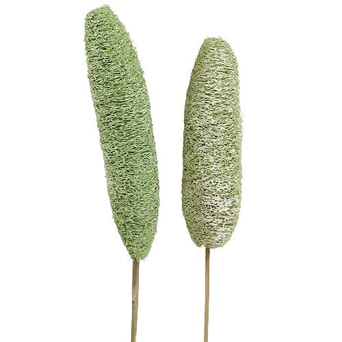 Floristik24 Luffa grand sur bâton Vert 25pcs