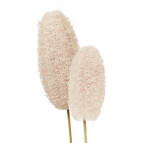 Floristik24 Grand luffa sur bâton, blanchi, 25 pièces