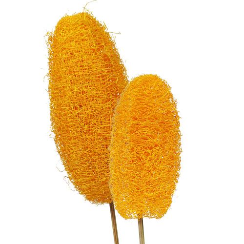 Luffa grand sur bâton jaune doré 25pcs
