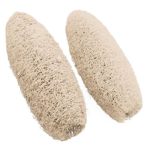 Floristik24 Luffa grand blanchi 20 pcs