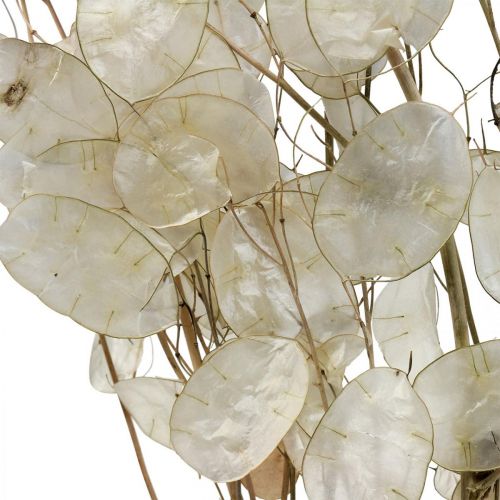 Article Lunaria fleurs séchées lune violette feuille d&#39;argent séchée 60-80cm 30g