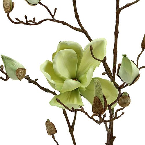 Floristik24 Branche de magnolia vert L110cm
