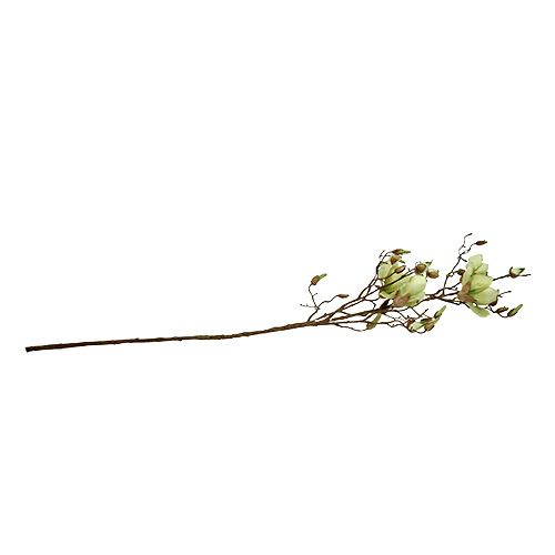 Floristik24 Branche de magnolia vert L110cm