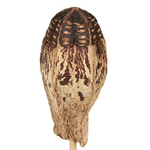 Article Pods en Acajou Décoration Sèche Naturel 45cm 50 pcs