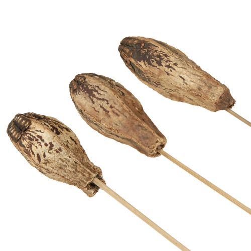 Article Pods en Acajou Décoration Sèche Naturel 45cm 50 pcs