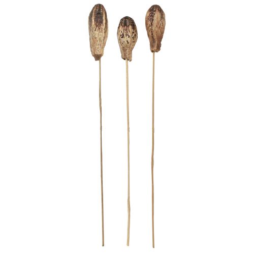 Article Pods en Acajou Décoration Sèche Naturel 45cm 50 pcs