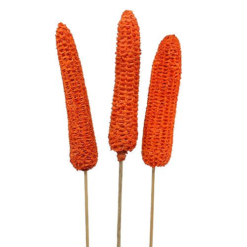 Floristik24 Épis de maïs sur bâtonnets orange 20 pcs