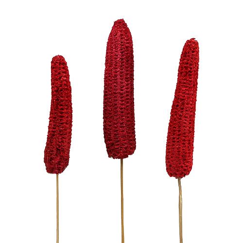 Floristik24 Épis de maïs sur bâton rouge 20 pcs