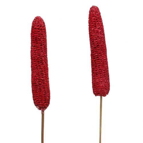 Floristik24 Épis de maïs sur bâton rouge, lavés en blanc 20 pcs