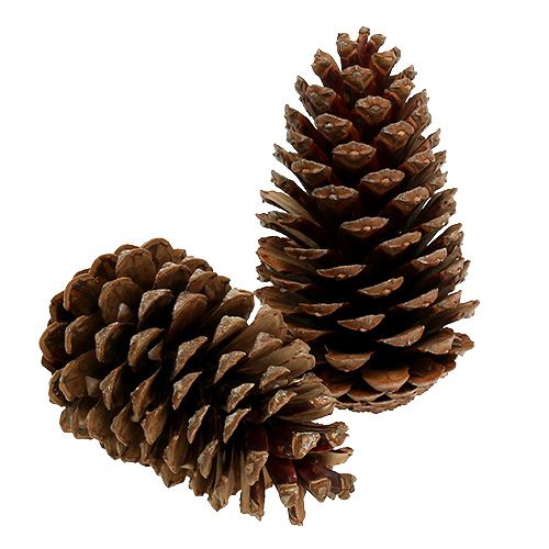 Floristik24 Cônes Maritima 14/18 naturel 25 pcs