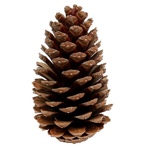 Floristik24 Cônes Maritima 14/18 naturel 25 pcs