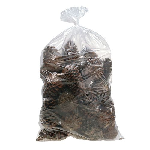 Cônes Maritima 14/18 naturel 25 pcs | Floristik24.fr