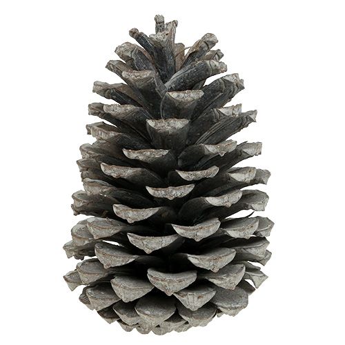 Article Pommes de pin maritime Cônes 10-14cm Blanchies 25pcs