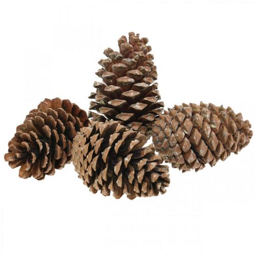 Article Cônes Maritima, fleuristerie de deuil, décoration de l&#39;Avent, produit naturel H12-15cm Ø6,5-10cm 50 pièces