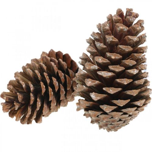 Article Cônes Maritima, fleuristerie de deuil, décoration de l&#39;Avent, produit naturel H12-15cm Ø6,5-10cm 50 pièces