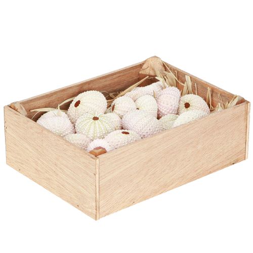 Article Décoration maritime coquille d&#39;oursin rose, blanc décoration à disperser 20 pièces