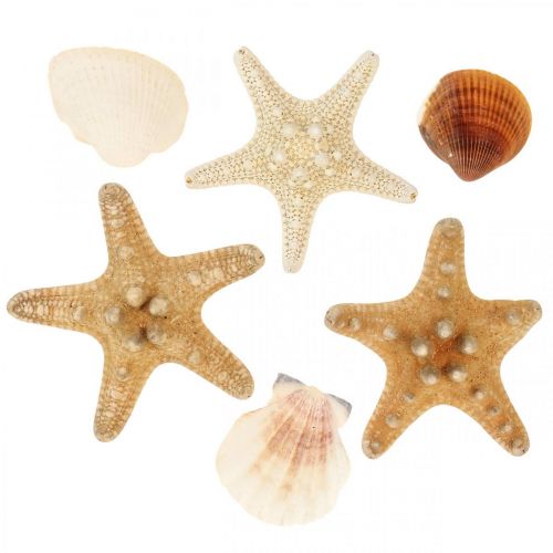Floristik24 Décoration maritime coquillages étoile de mer matériel d&#39;artisanat arrose