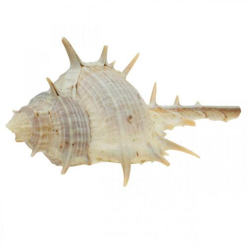 Article Décoration maritime coquilles d&#39;escargots escargot épineux 3-6cm 1kg
