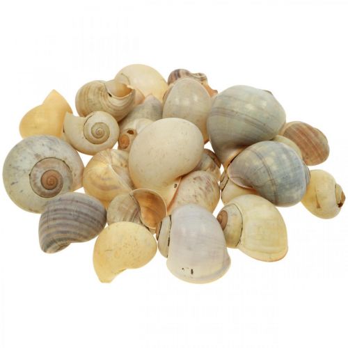 Floristik24 Décoration maritime coquille d&#39;escargot escargots naturels vides 2-5cm 1kg