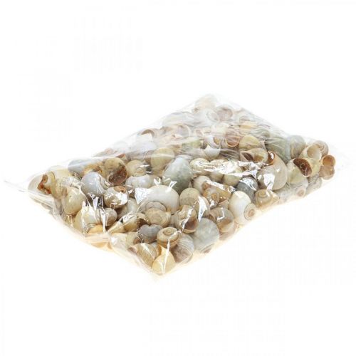 Floristik24 Décoration maritime coquille d&#39;escargot escargots naturels vides 2-5cm 1kg