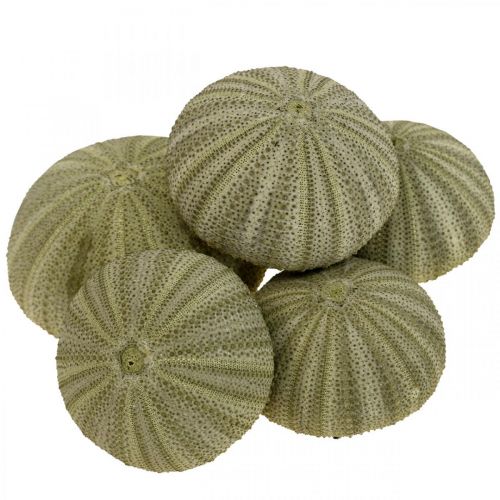 Floristik24 Déco Maritime Déco Oursin Déco Vert Été Ø5-6cm 17p