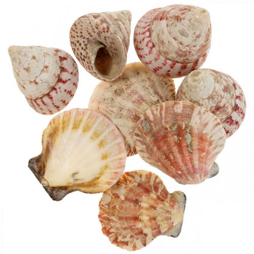 Floristik24 Décoration maritime coquillages véritables décoration coquilles d&#39;escargot 700g