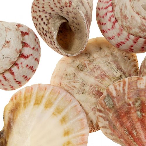 Décoration maritime, véritables coquillages décoration coquilles d&#39;escargots 700g