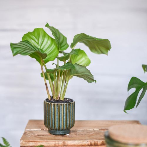Article Mini pot de fleur, cache-pot en céramique, cache-pot en carton ondulé vert, marron Ø8cm H8.5cm