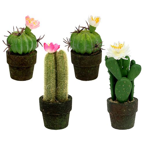 Floristik24 Mini cactus avec fleurs H. 9-12 cm 4 p.