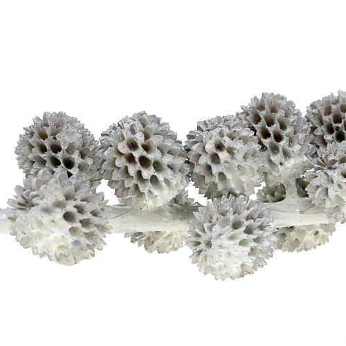 Floristik24 Cônes de Casuarina sur branche, blanchis blanc-gris 250 g